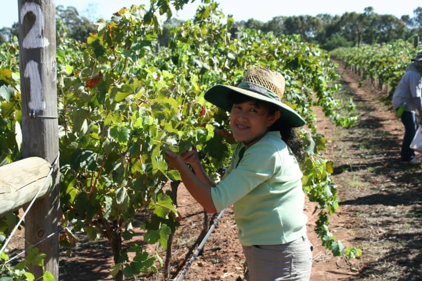 Domaine Asmara 2